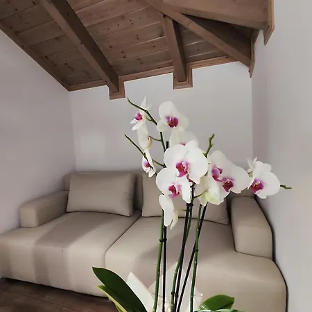 Palorto 4* Gjirokastër